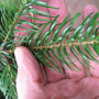 Nordmann kerstboom